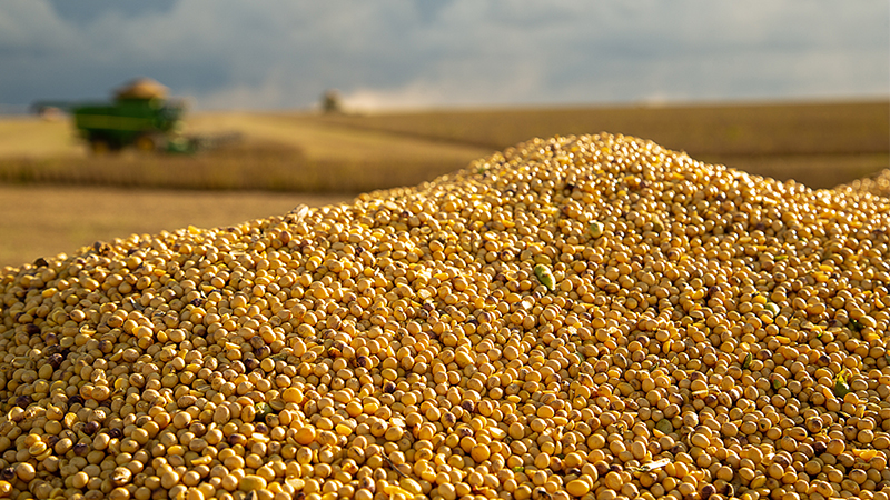 O impacto da qualidade da semente de soja na produtividade