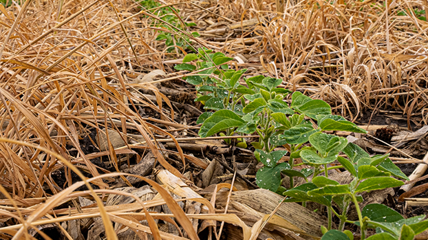 Plantabilidade na cultura da soja: como aplicá-la?